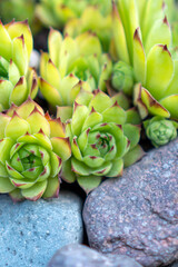 Stone rose Echeveria pulvinata against the background of stones. Plant for landscaping.