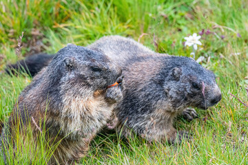 Alpine marmot  in Hohe tauern National Park late summer
