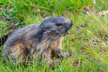 Alpine marmot  in Hohe tauern National Park late summer