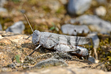 blue-winged grasshopper // Blauflügelige Ödlandschrecke (Oedipoda caerulescens)