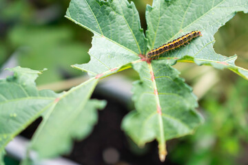 オクラの葉っぱと毛虫。植物の害虫被害。食害