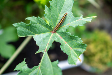 オクラの葉っぱと毛虫。植物の害虫被害。食害