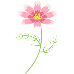 コスモスのイラスト