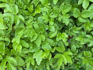 green leaves background