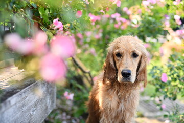 Obraz premium ミニバラと犬