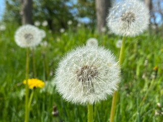 Dandelion fluff