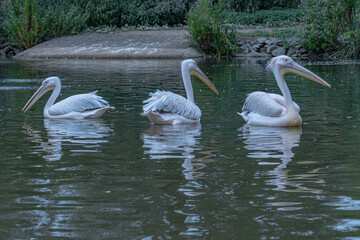 Group of Pelicans in  the Water