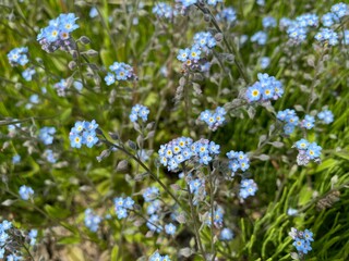 forget me not flowers