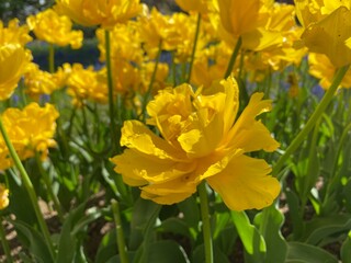 Fototapeta premium yellow daffodils in the garden