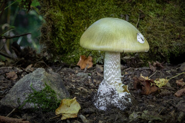 Death cap - Amanita phalloides - deadly poisonous mushroom