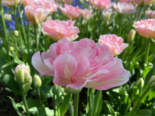 Fototapeta premium pink tulips in the garden