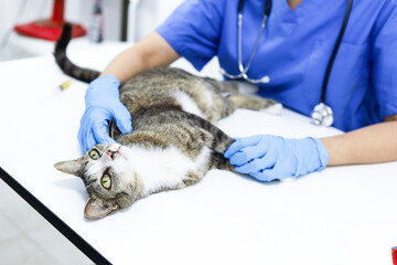 Cat on examination table of veterinarian clinic. Veterinary care. Vet doctor and cat.