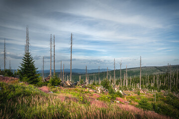 Dreisesselberg Bayerischer Wald