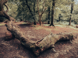 Obraz premium Mystical forest pathways and moss covered trees. The magical forest path ways and moss covered trees conjures a mystical dream like image of nature.