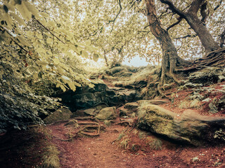 Mystical forest pathways and moss covered trees. The magical forest path ways and moss covered trees conjures a mystical dream like image of nature.