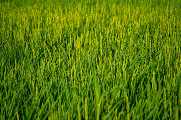 Beautiful green rice field background on Albufera natural park in Valencia (Spain) on sunrise. Agriculture harvest concept.