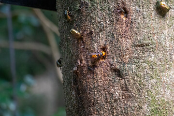 樹液を吸うスズメバチ