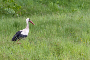 The stork walks on a green lawn.
