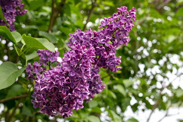 A beautiful purple lilac inflorescence bloomed in early summer