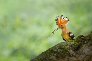 Eurasian hoopoe perching on apple tree branch with insect in its beak waiting to feed youngs in the nest with smooth green background. Eurasian hoopoe with lifted crest  and beetle in its beak.