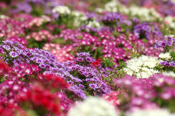 Phlox drummondii flowers. Shallow depth of field image. Could be used to show how close packed specimens look.