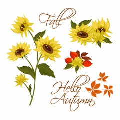 Sunflowers and autumn leaves. Yellow sunflowers on a white background. Vector illustrations are scalable to any size. For fabric, covers, stickers, canvas, printing