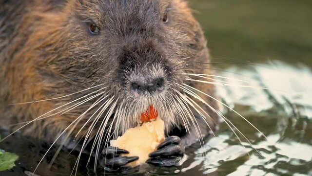 Close-up frontal shot of Nutria eating a root with forepaws in water; shallow focus, prominent whiskers
