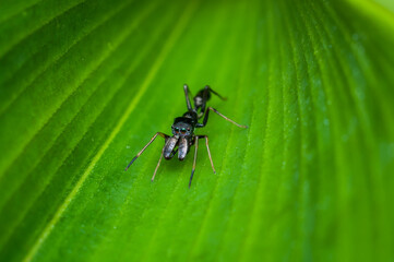 The elusive and rare male ant mimic spiders. All Black Male Ant Mimic Spider. Ambush predator, hunt alone with its folded and extended poisonous pedipalps, prey om mainly ants hence its name.