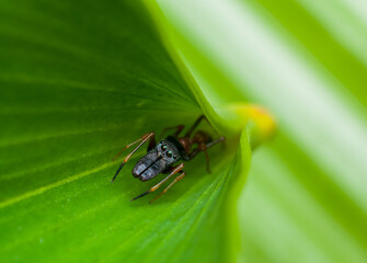 Jumping spiders from the common home spiders, the exotic peacock spiders to the elusive ant mimic spiders. Male Ant Mimic Spider. Lone and ambush predator known to hunt down the fearsome weaver ant.