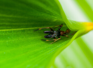 Jumping spiders from the common home spiders, the exotic peacock spiders to the elusive ant mimic...