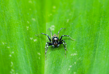jumping spiders salticidae are the largest group in the family of spiders. Male Jumping Spider. Tiny but agile, wonderful ambush predator, feeds mainly on insects.