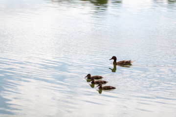 a duck with three grown-up ducklings swim in a pond
