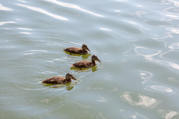 three ducklings swim side by side in the river