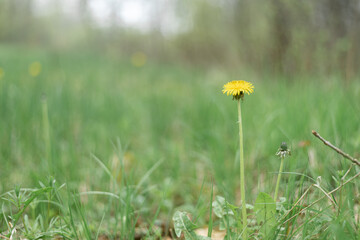 Single yellow dandelion grows on a green grass background.