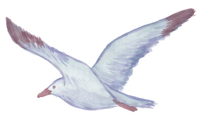 Watercolor drawing of a flying seagull. Raster clipart of blue bird with outstretched wings isolated on white background