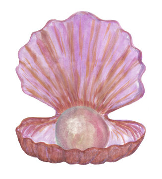 Watercolor drawing of an open seashell with a pearl inside. Purple-orange shell with nacreous ball. Raster clipart isolated on white background