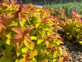 Spiraea japonica Magic Carpet
