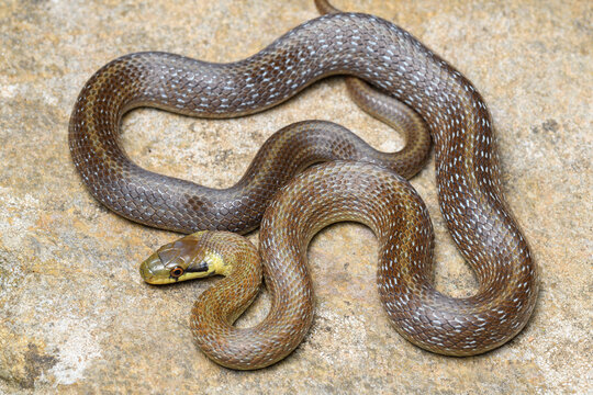 Portrait young Aesculapian snake (Zamenis longissimus)
