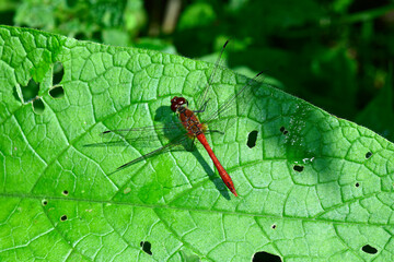Blutrote Heidelibelle // Ruddy darter (Sympetrum sanguineum) 