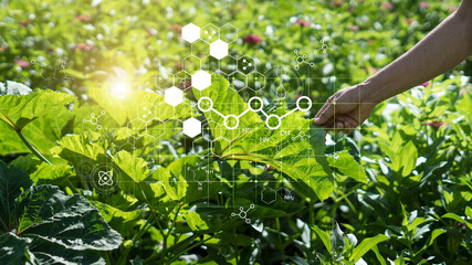 Hand touching plants green with biochemistry structure on background. Science of plant research, Chromosome DNA and genetic in nursery outdoor. - obrazy, fototapety, plakaty