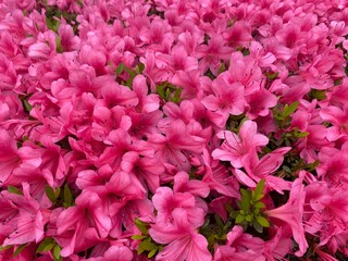 pink flowers