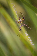 Orb weaver spider on web with blurred green background