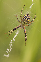 Orb weaver spider on web blurred background