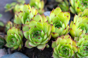 Stone rose Echeveria pulvinata against the background of stones. Plant for landscaping.