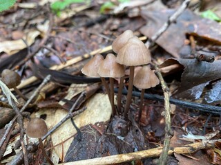 mushrooms in the forest