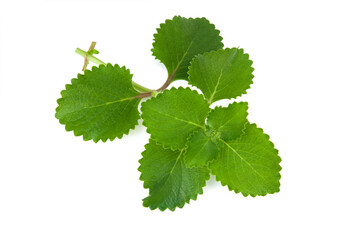 Plectranthus amboinicus leaves isolated on white background.Vegetable and herb, Bunch of cuban...