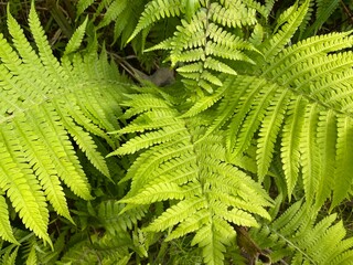 fern leaves
