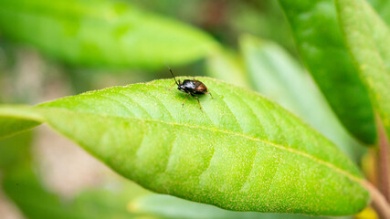 Heteroptera Bug closeup on a leaf