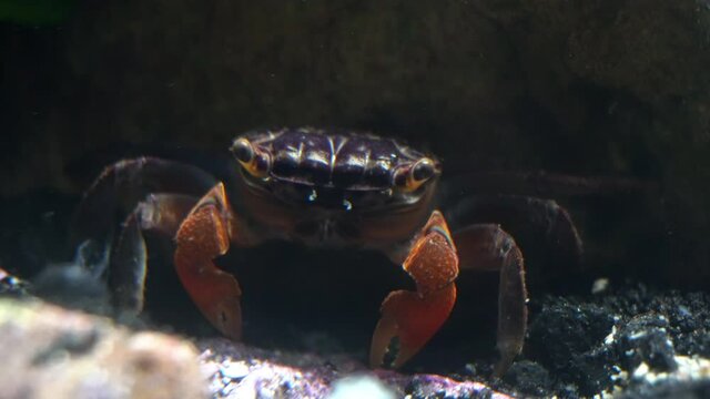A red claw crab (Perisesarma bidens) moves her mouth and picks up food.
