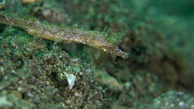 Pipehorse close up on coral reef in the Philippines